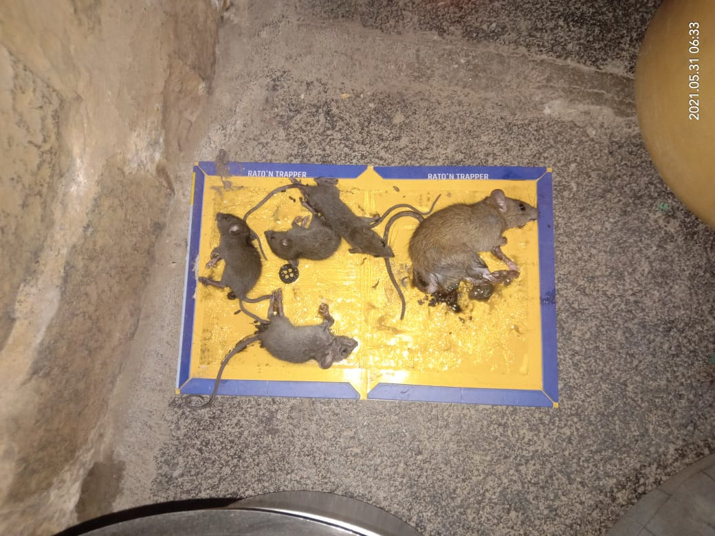 Ratton Trapper Big |Rat Trap/ Mouse Glue Trap | Trap for Mouse and rats