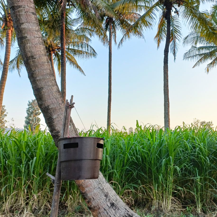 Bucket Trap For Coconut (Only Trap)