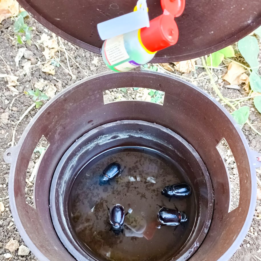 Bucket Trap For Coconut (Only Trap)
