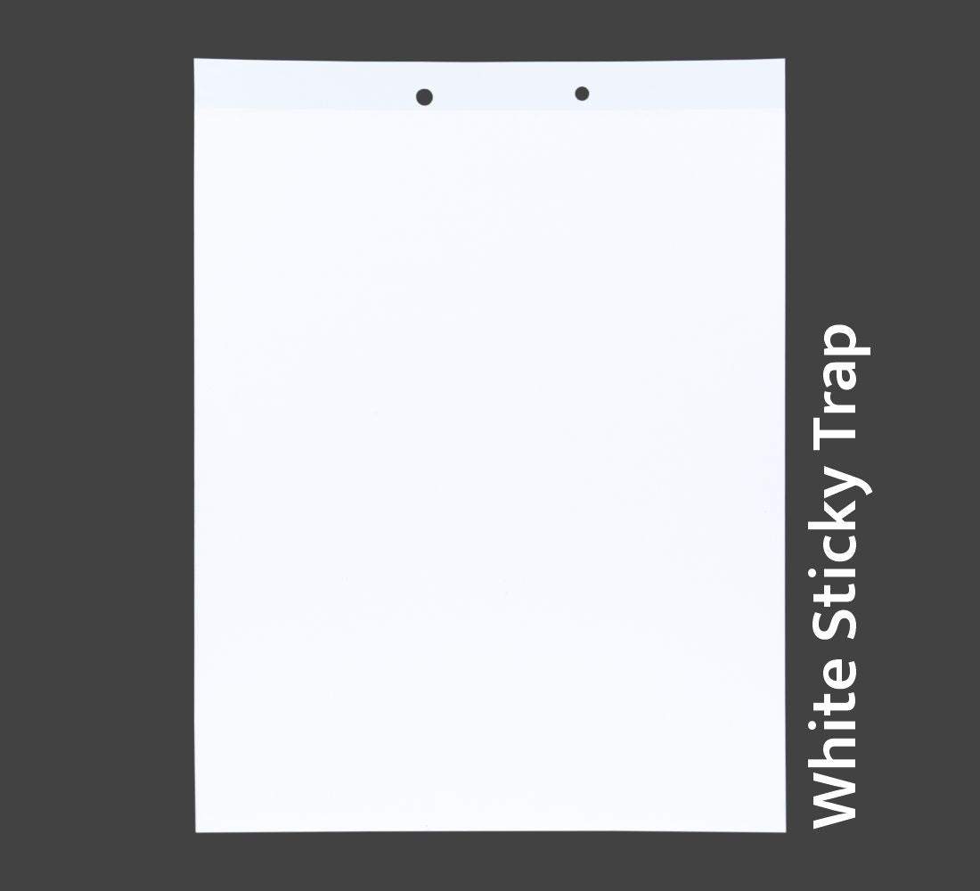 PVC White Sticky Trap 22*28cm | Best Trap for Black Thrips | Sticky Trap for FlowerThrips,Leaf Eating Beetles