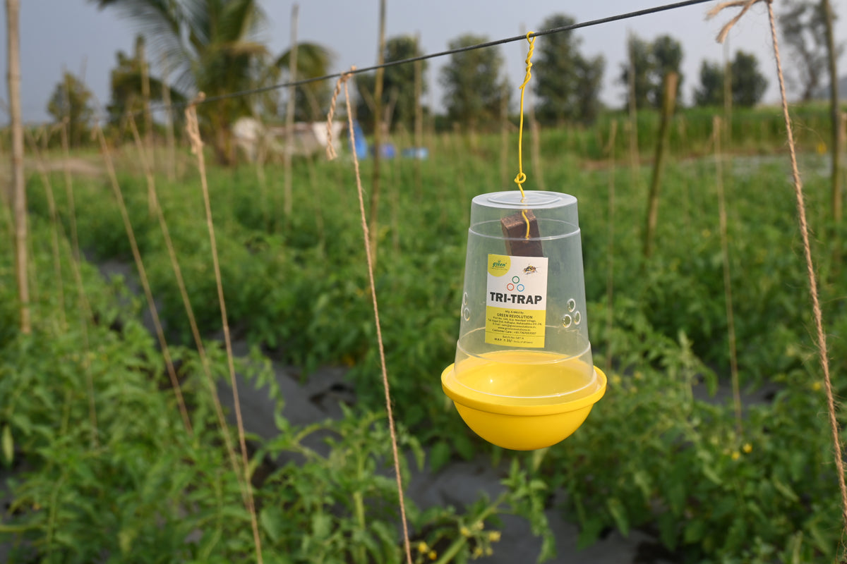 Melon Fly Lure for Melon Fruit Fly | Effective Fruit Fly Lure for Melons & Cucurbit| Vegetables crops