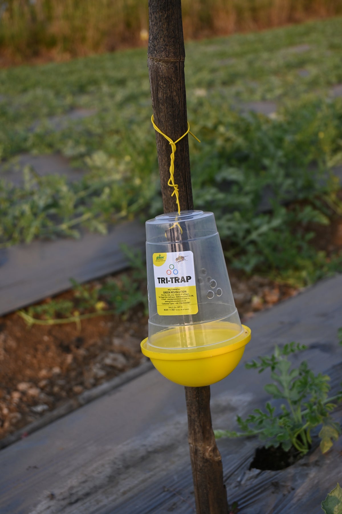 Melon Fly Trap/ TRI-Trap With Melon Fly Lure For Fruit Fly | Pheromone trap For Watermelon And cucurbits