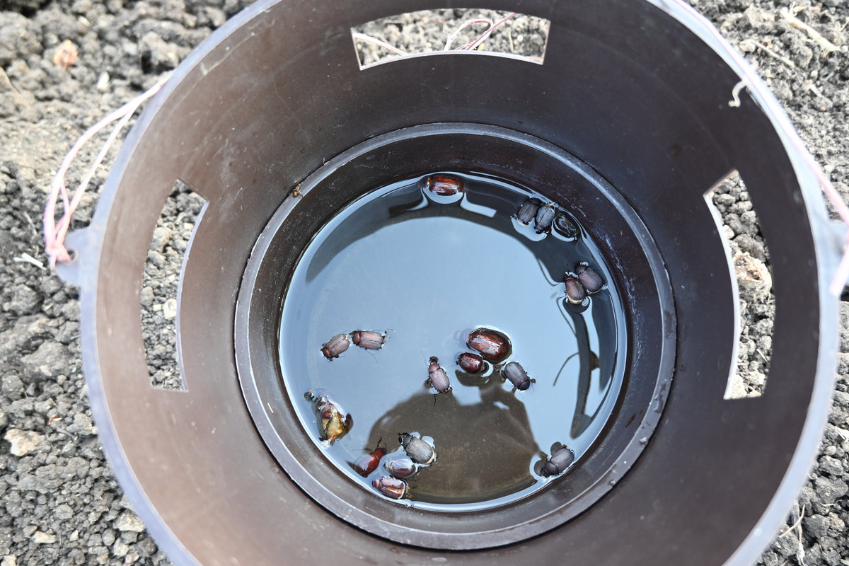 Bucket Trap With White Grub Lure | Phermone Trap For White Grub Beetles (H.serrata,H.consangunia)