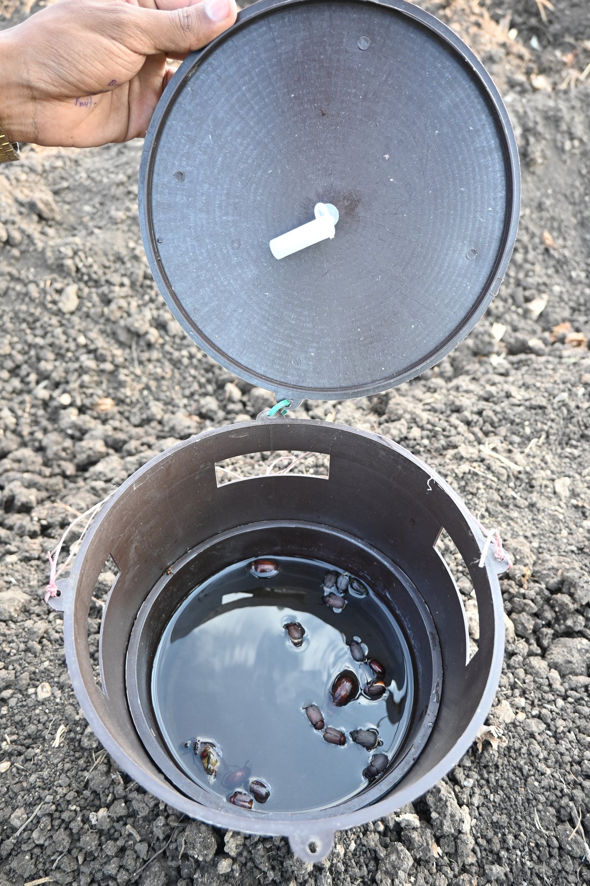 Bucket Trap With White Grub Lure | Phermone Trap For White Grub Beetles (H.serrata,H.consangunia)