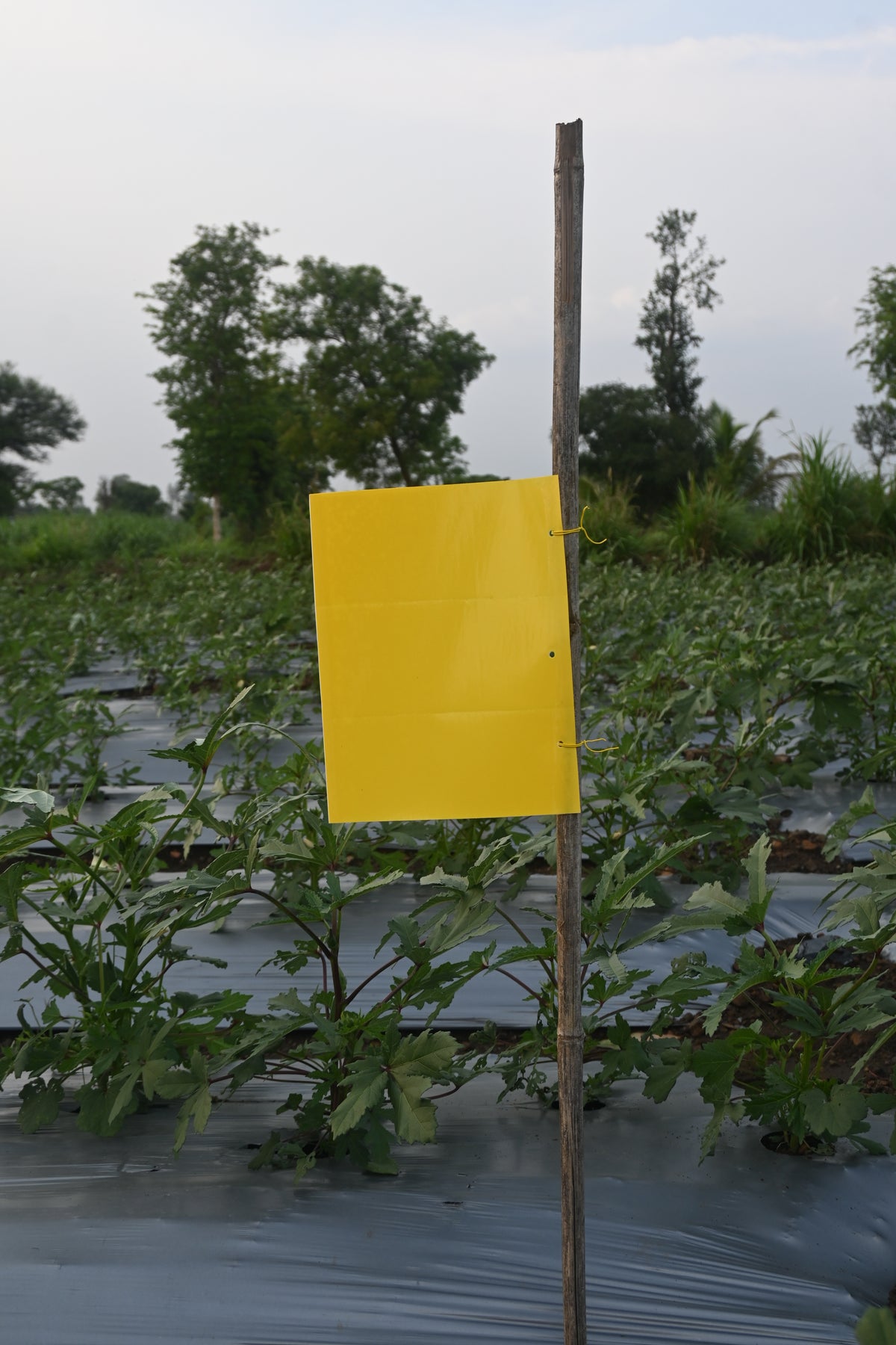 PVC Yellow Sticky Trap 25*33cm | Sticky Trap for White fly Aphids, Jassids,White Fly