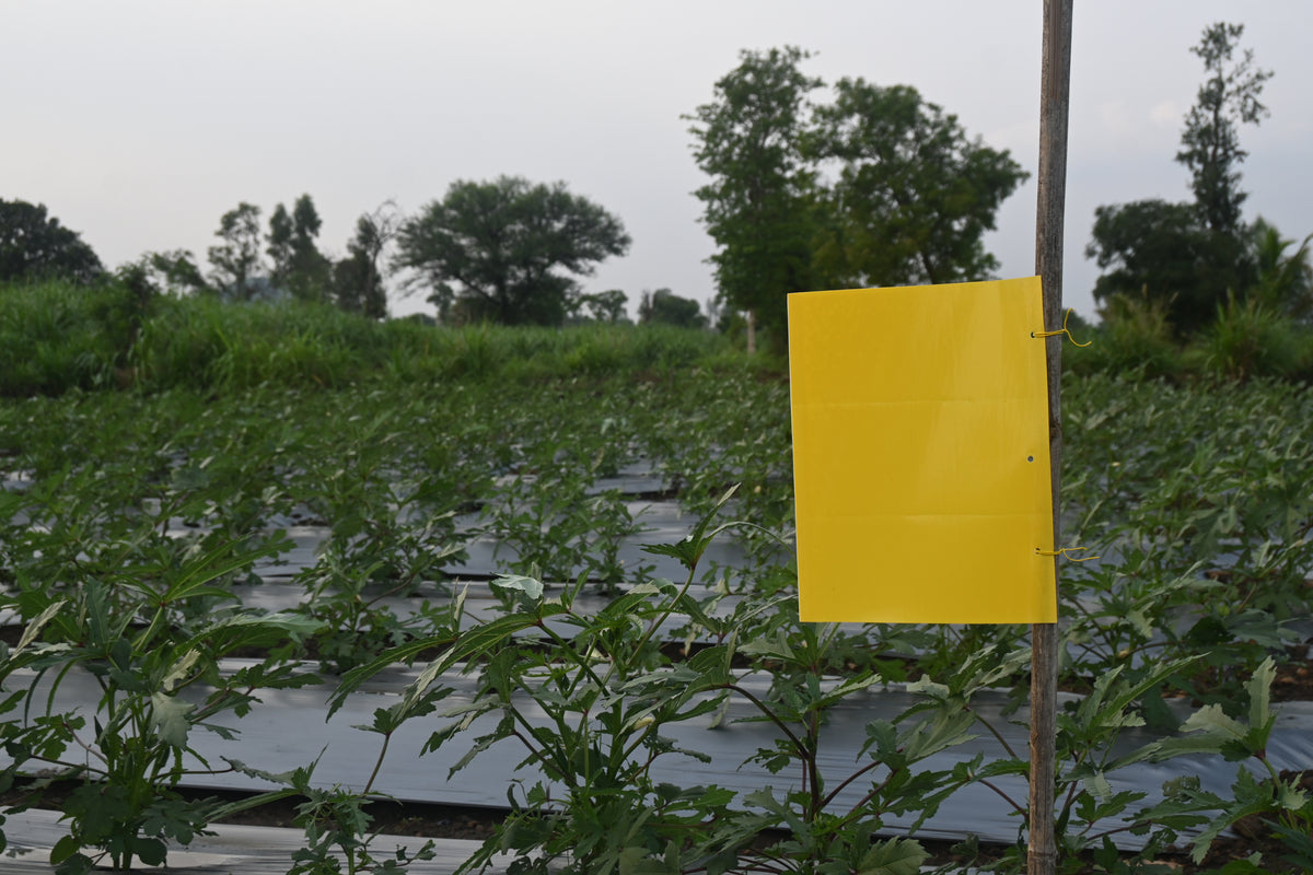 PVC Yellow Sticky Trap 25*33cm | Sticky Trap for White fly Aphids, Jassids,White Fly
