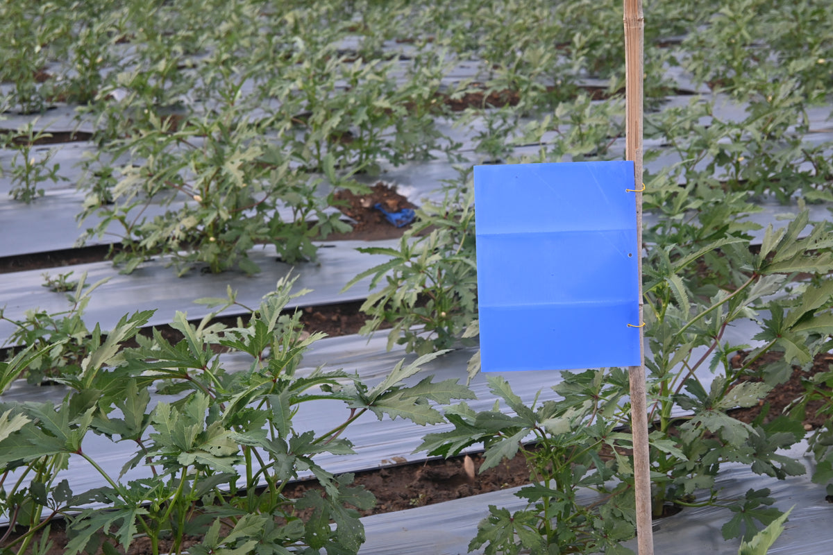 PVC Blue Sticky Trap 25*33cm | Best Trap for chilli & Onion | Sticky Trap for Chilli Thrips,Leaf Miner Fly
