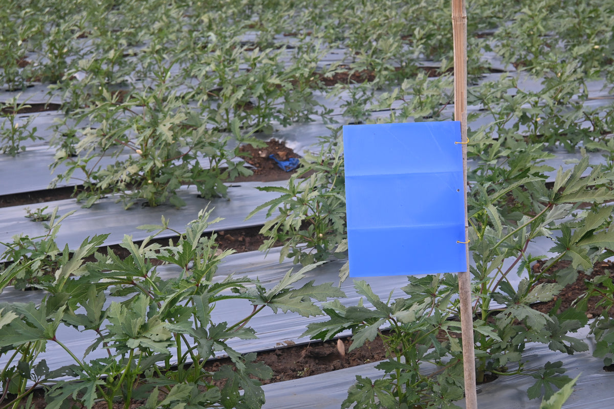 PVC Blue Sticky Trap 25*33cm | Best Trap for chilli & Onion | Sticky Trap for Chilli Thrips,Leaf Miner Fly