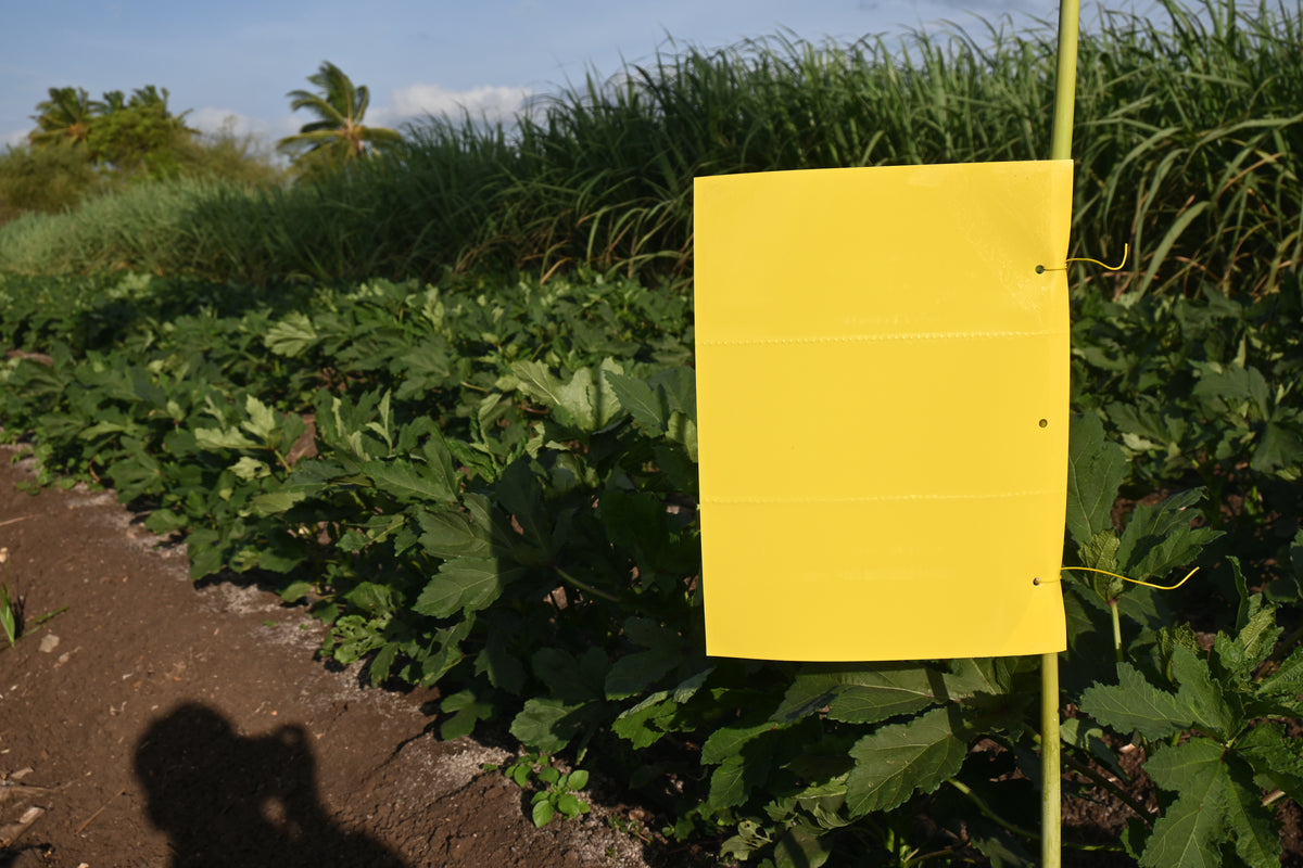 PVC Yellow Sticky Trap 25*33cm | Sticky Trap for White fly Aphids, Jassids,White Fly