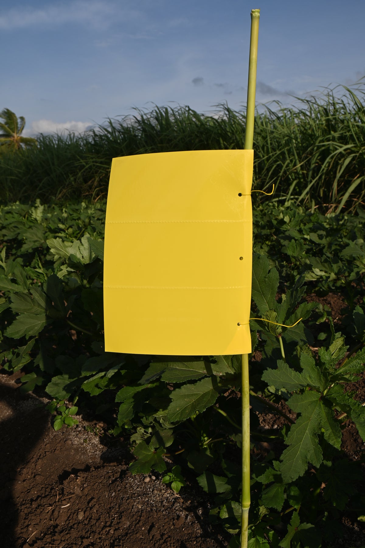 PVC Yellow Sticky Trap 25*33cm | Sticky Trap for White fly Aphids, Jassids,White Fly