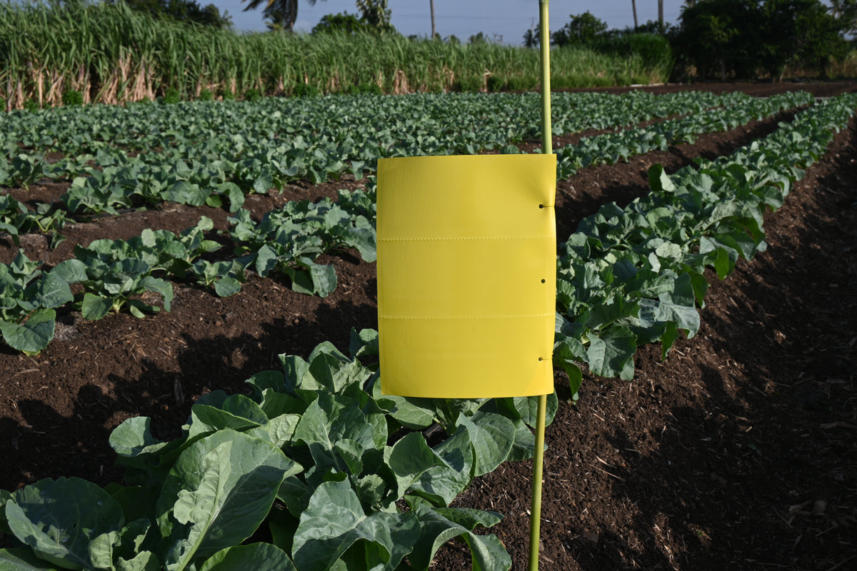 PVC Yellow Sticky Trap 25*33cm | Sticky Trap for White fly Aphids, Jassids,White Fly