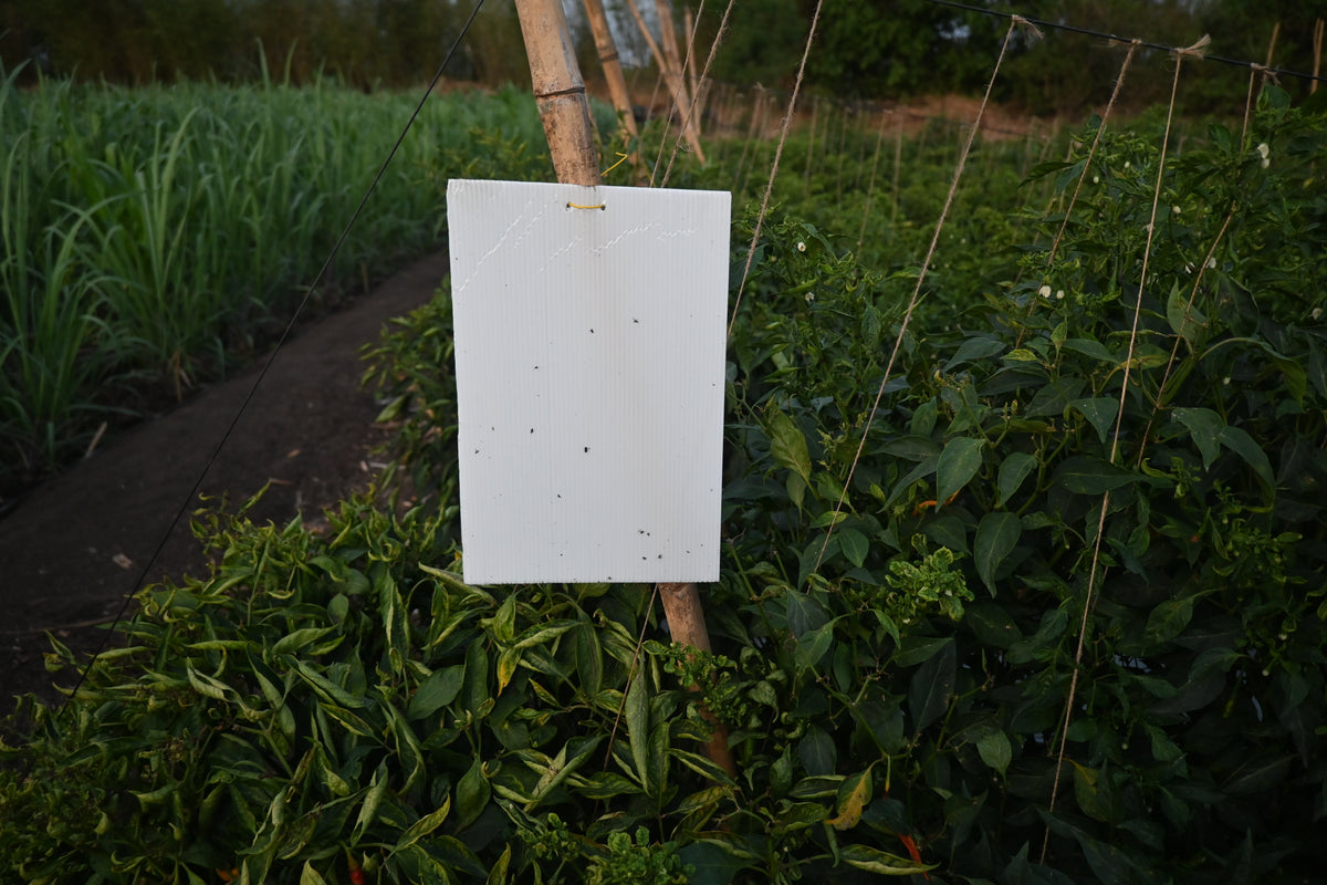 White Sticky Trap size A5(150mm*200mm) Pack of 25 Pieces | Sticky Trap For Flower Thrips and Leaf Eating bugs