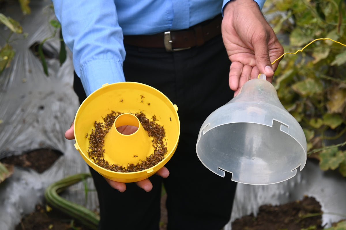 Maxplus Trap With Melon Fly Lure For Cucurbits | Fruit Fly Trap For Melons and Cucurbits