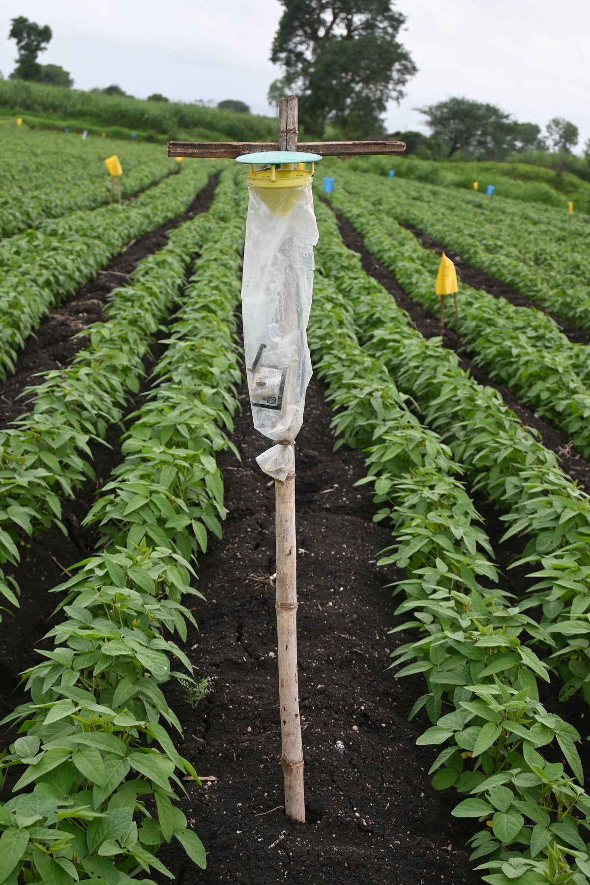 Funnel Trap With Spod-O Lure For Tobacco Caterpillar (Spodoptera litura)| Pheromone Trap For Tobacco Caterpillar
