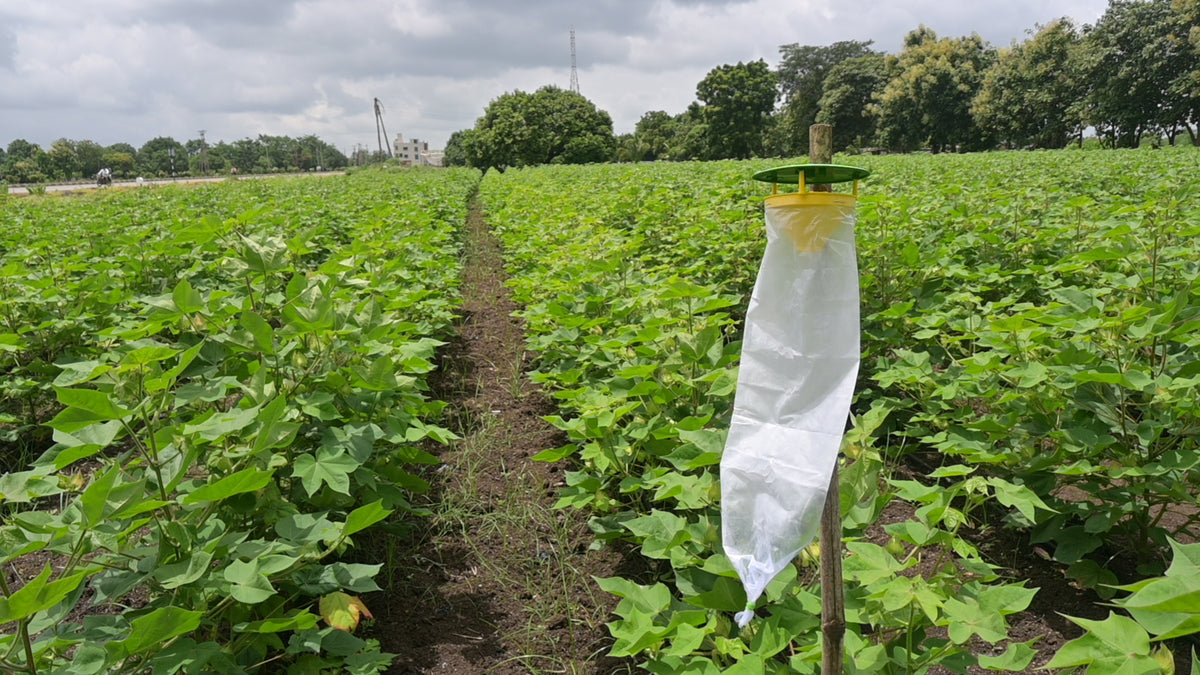 Funnel Trap With Gulabi Fly Lure For Pink Bollworm (Pectinophora gossypiella) | Pheromone Trap for cotton