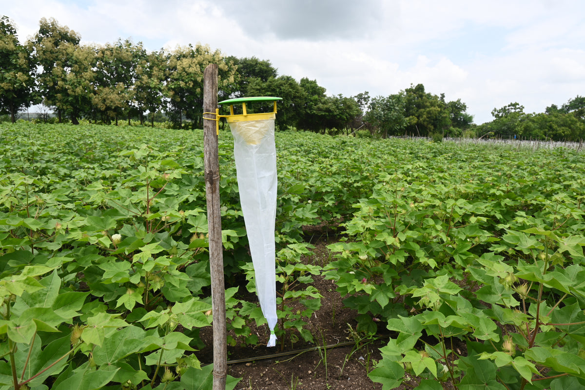 Funnel Trap With Gulabi Fly Lure For Pink Bollworm (Pectinophora gossypiella) | Pheromone Trap for cotton