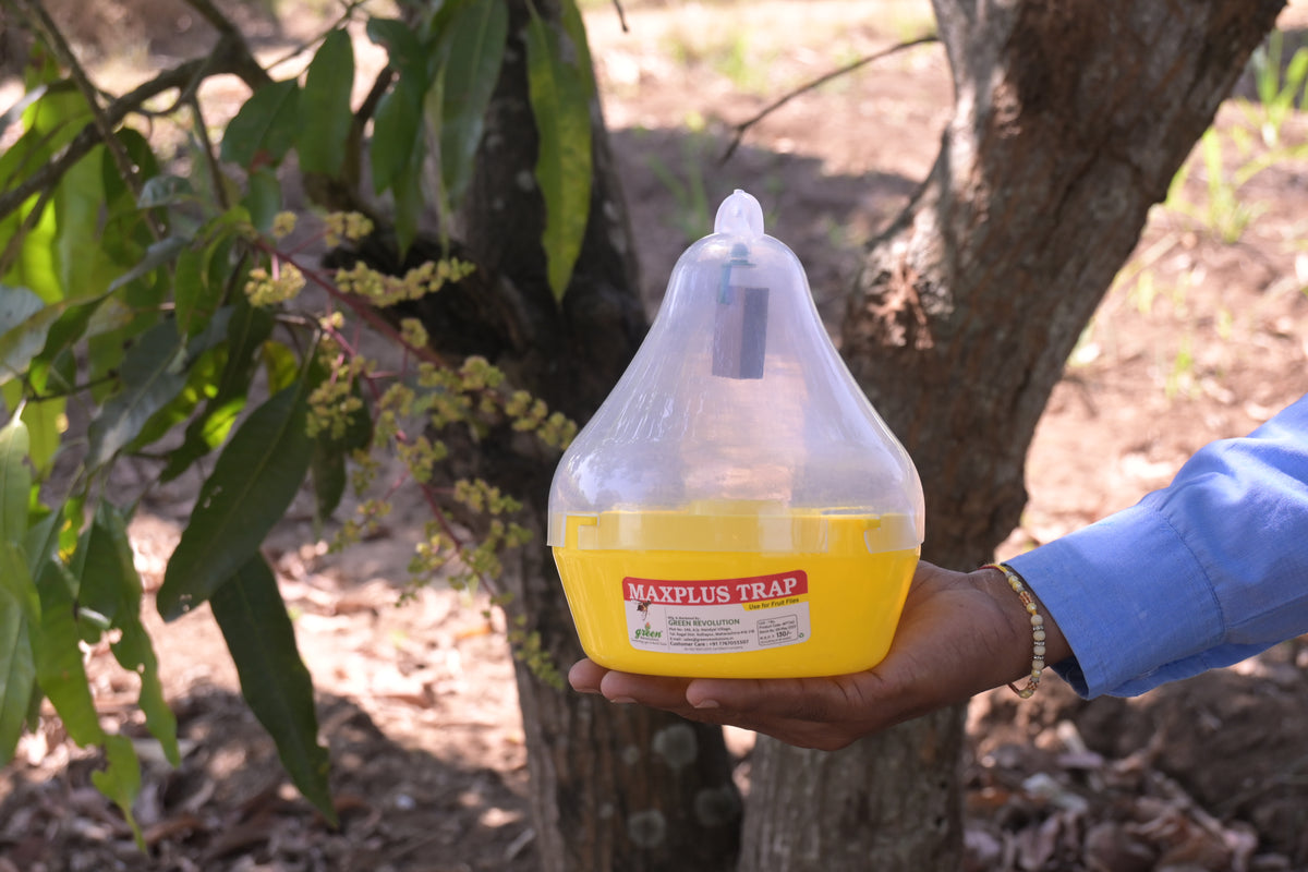 Maxplus Trap With Fruit Fly Lure For Fruit Crops | Fruit Fly Trap For Horticulture Fruit Crops