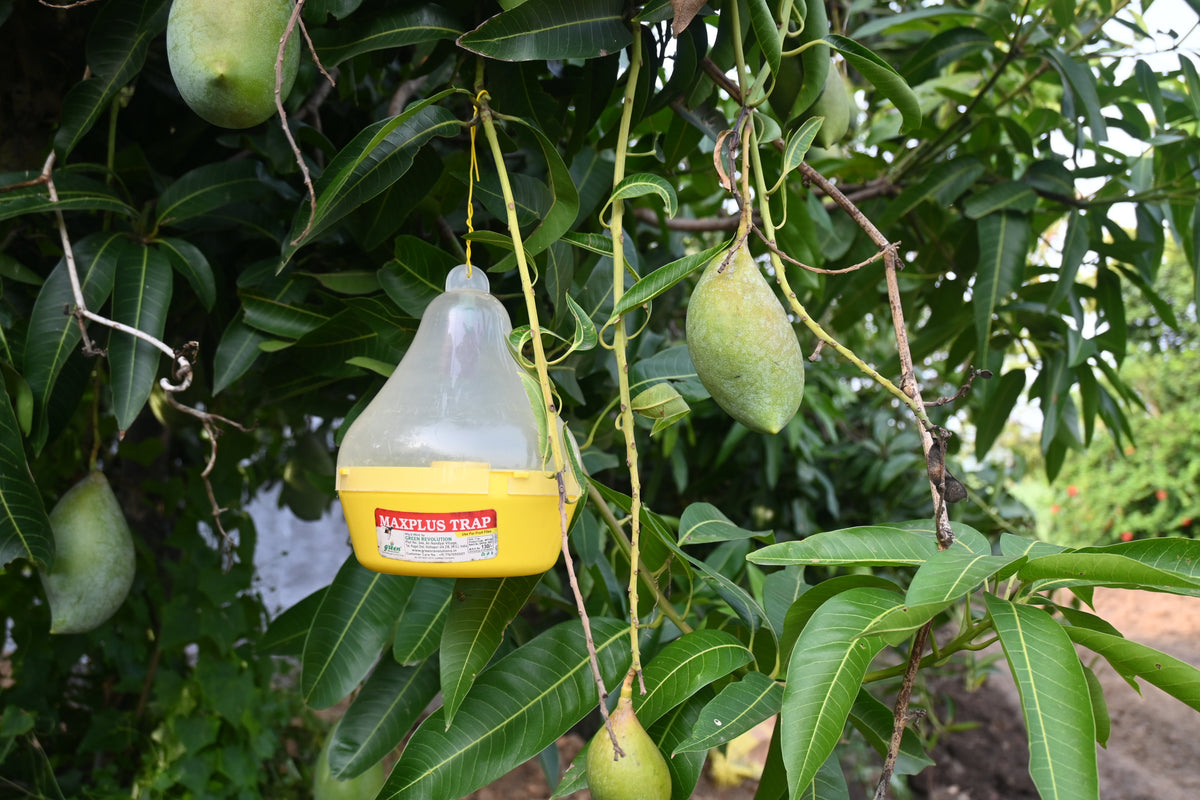 Maxplus Trap With Fruit Fly Lure For Fruit Crops | Fruit Fly Trap For Horticulture Fruit Crops