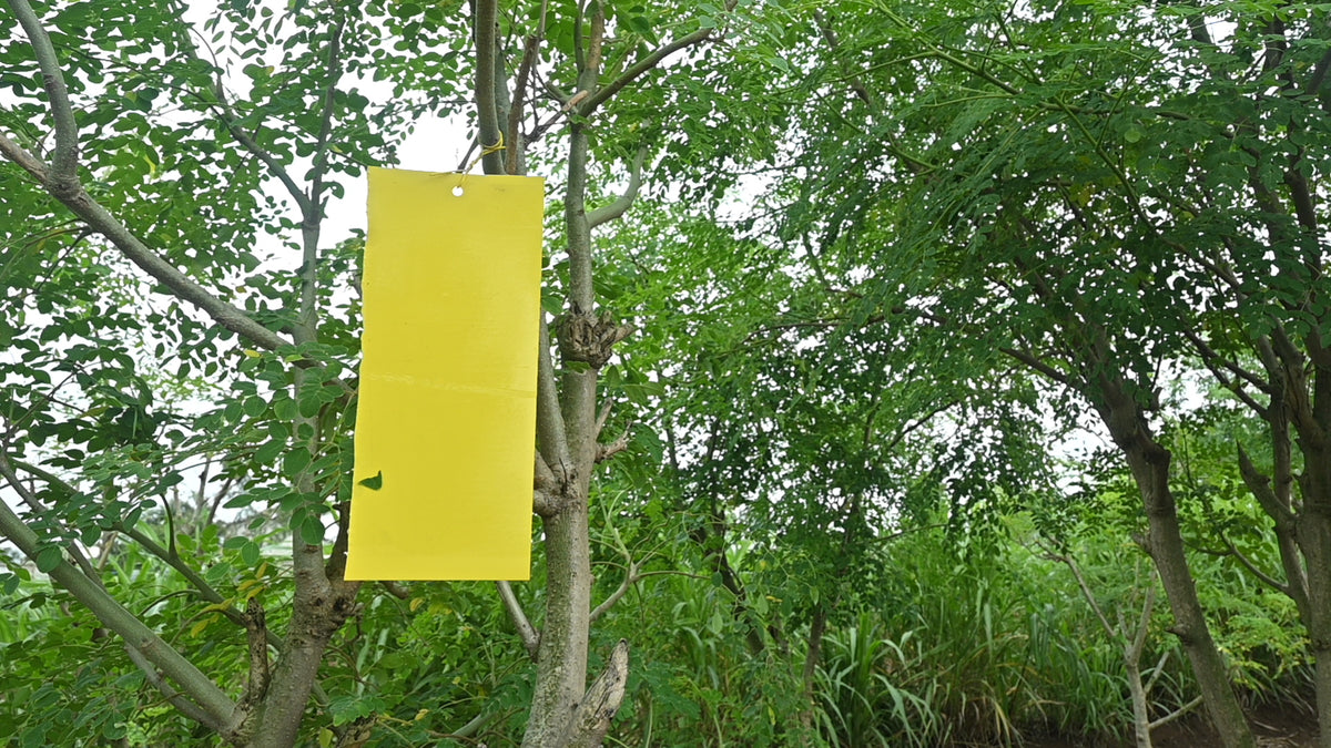 PVC Yellow Sticky Trap 11*28cm | Sticky Trap for White fly Aphids, Jassids,White Fly