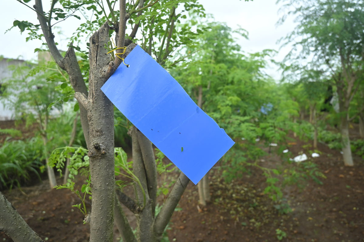 PVC Blue Sticky Trap 11*28cm | Best Trap for chilli & Onion | Sticky Trap for Chilli Thrips,Leaf Miner Fly