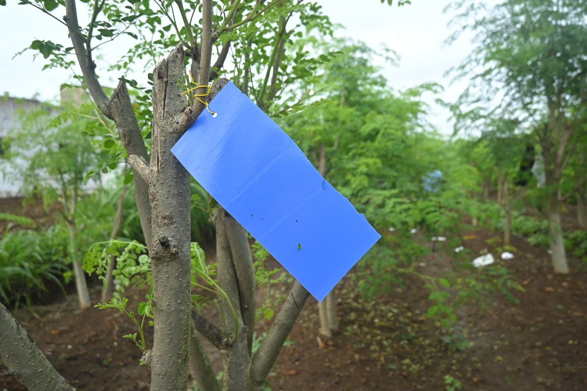 PVC Blue Sticky Trap 11*28cm | Best Trap for chilli & Onion | Sticky Trap for Chilli Thrips,Leaf Miner Fly