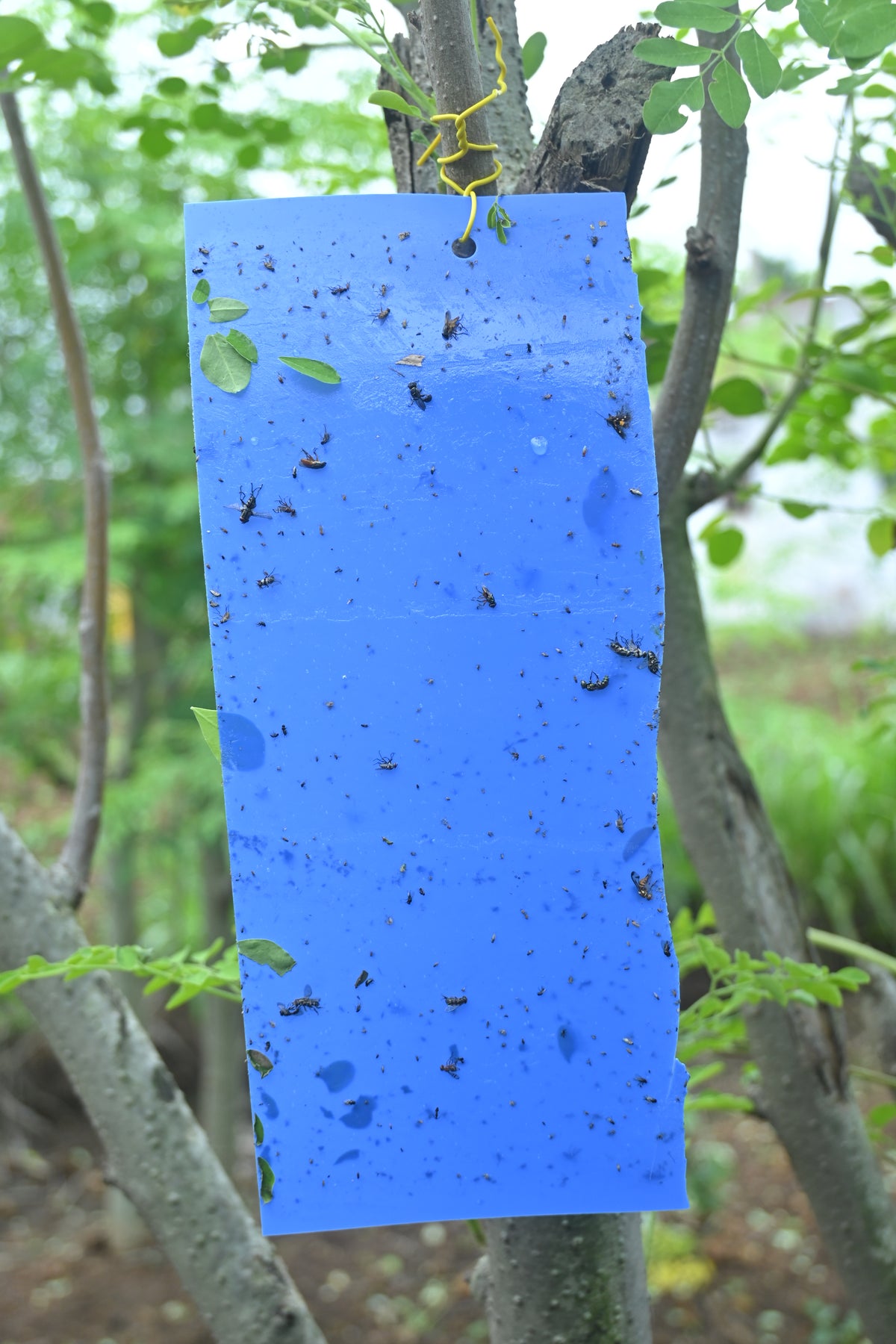 PVC Blue Sticky Trap 11*28cm | Best Trap for chilli & Onion | Sticky Trap for Chilli Thrips,Leaf Miner Fly