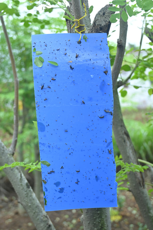 PVC Blue Sticky Trap 11*28cm | Best Trap for chilli & Onion | Sticky Trap for Chilli Thrips,Leaf Miner Fly