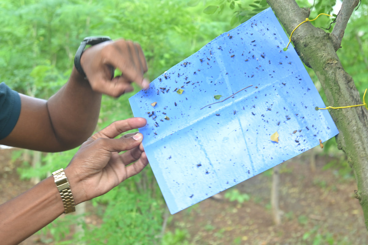 PVC Blue Sticky Trap 22*28cm | Best Trap for chilli & Onion | Sticky Trap for Chilli Thrips,Leaf Miner Fly