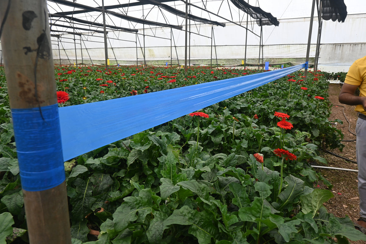 Blue Sticky Roll Big | Blue Sticky Roll For Polyhouses,Tea gardens and Nurseries