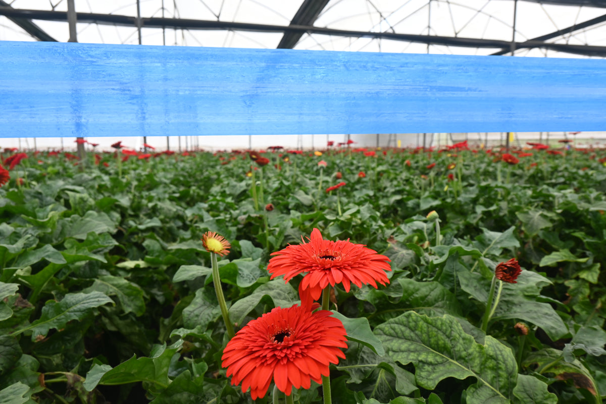 Blue Sticky Roll Big | Blue Sticky Roll For Polyhouses,Tea gardens and Nurseries