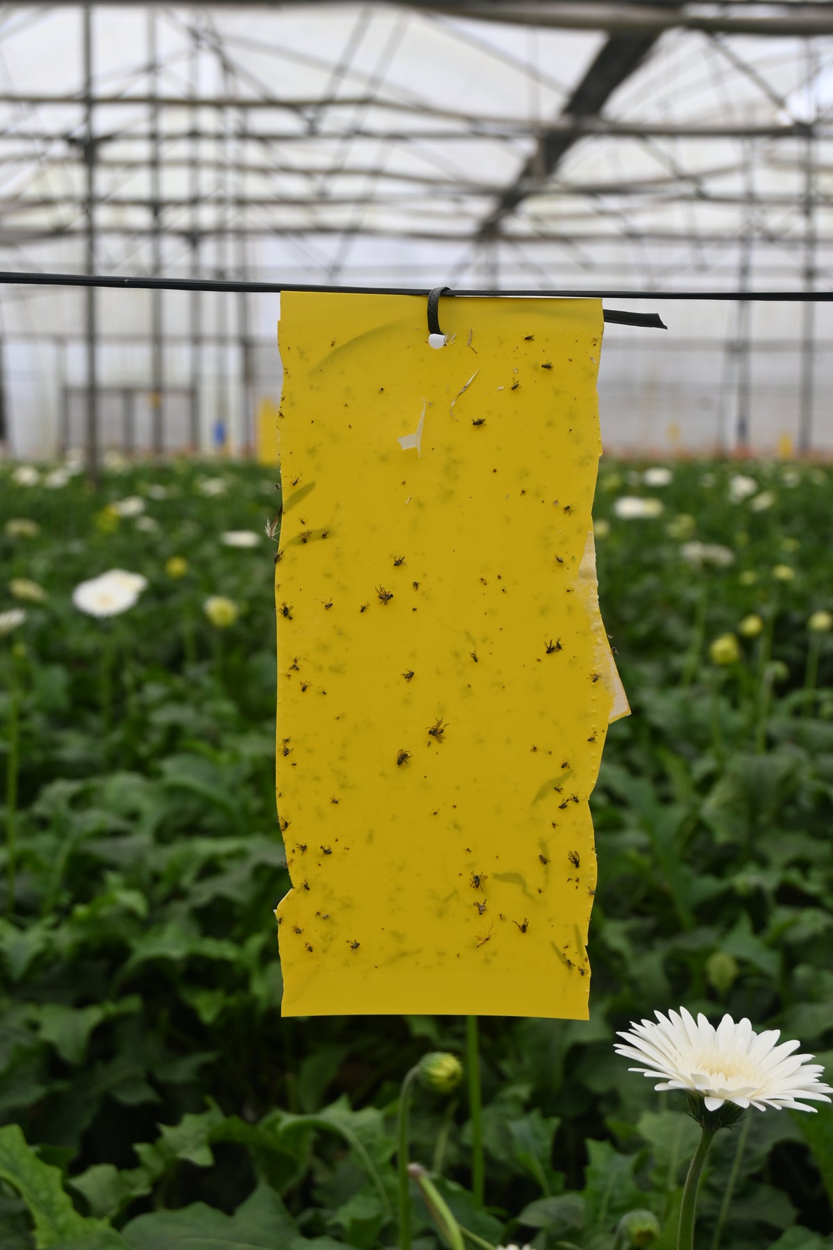 PVC Yellow Sticky Trap 11*28cm | Sticky Trap for White fly Aphids, Jassids,White Fly