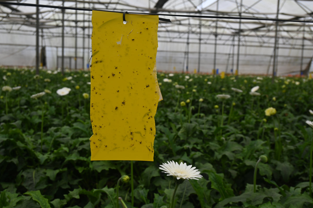 PVC Yellow Sticky Trap 11*28cm | Sticky Trap for White fly Aphids, Jassids,White Fly