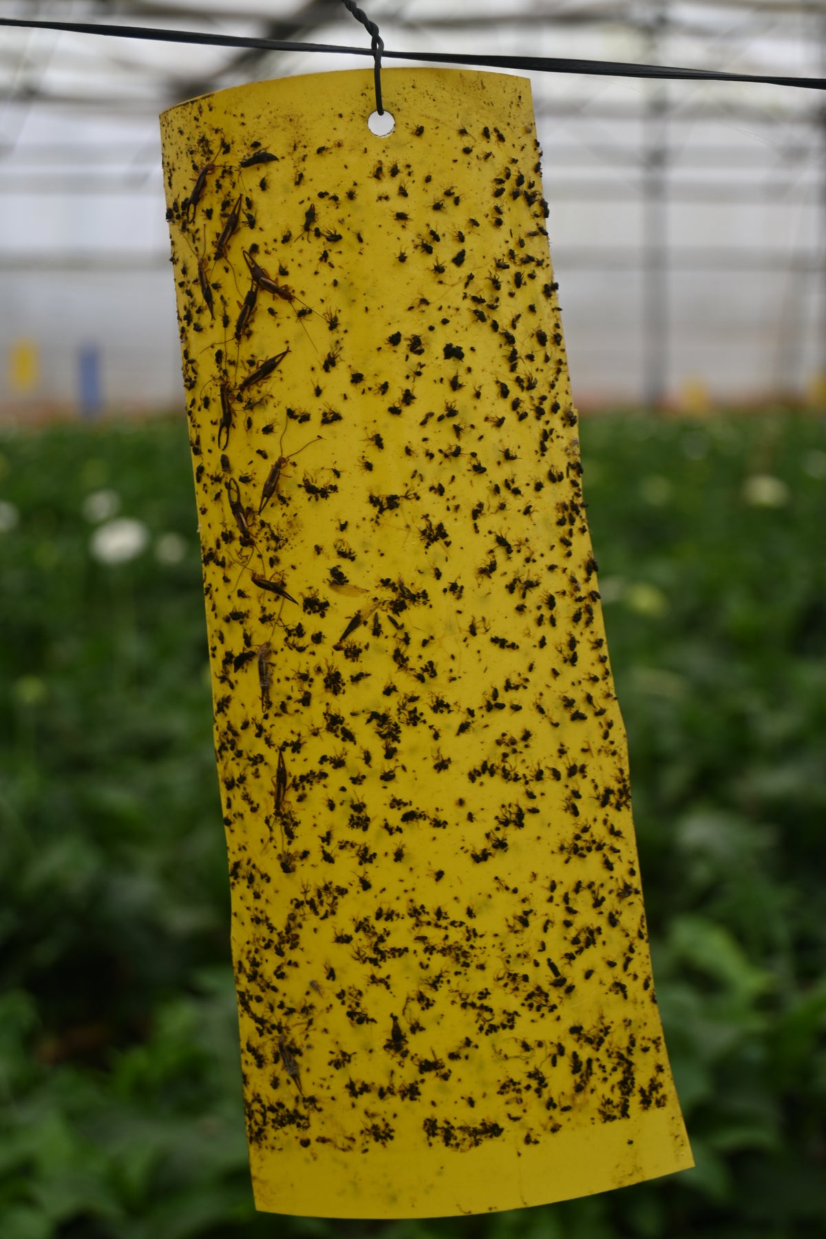 PVC Yellow Sticky Trap 11*28cm | Sticky Trap for White fly Aphids, Jassids,White Fly