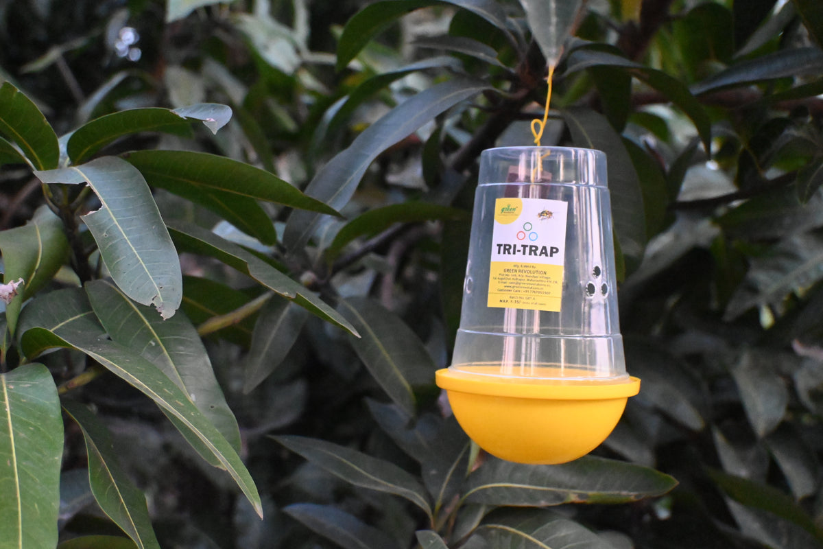 Fruit Fly Lure | Fruit Fly Trap Lure for Bactrocera dorsalis, Bactrocera zonata & Bactrocera correcta | Long-Lasting Fruit Fly Attractant for Mango, Guava & Fruit Crops