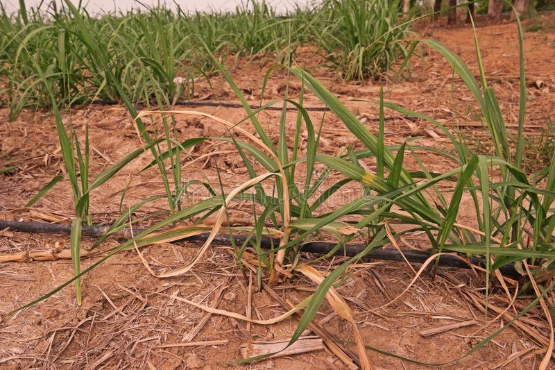 Pheromone Lure for Sugarcane Early Shoot Borer Control| Sugarcane ESB lure | Sugarcane ESB Pheromone Lure for Sugarcane Early Shoot Borer (Chilo infuscatellus)