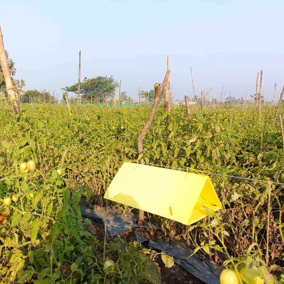 Delta Trap With Tu Tom Lure For Tomato Leaf Miner (Tuta absoluta)| Pheromone Trap for Tomato