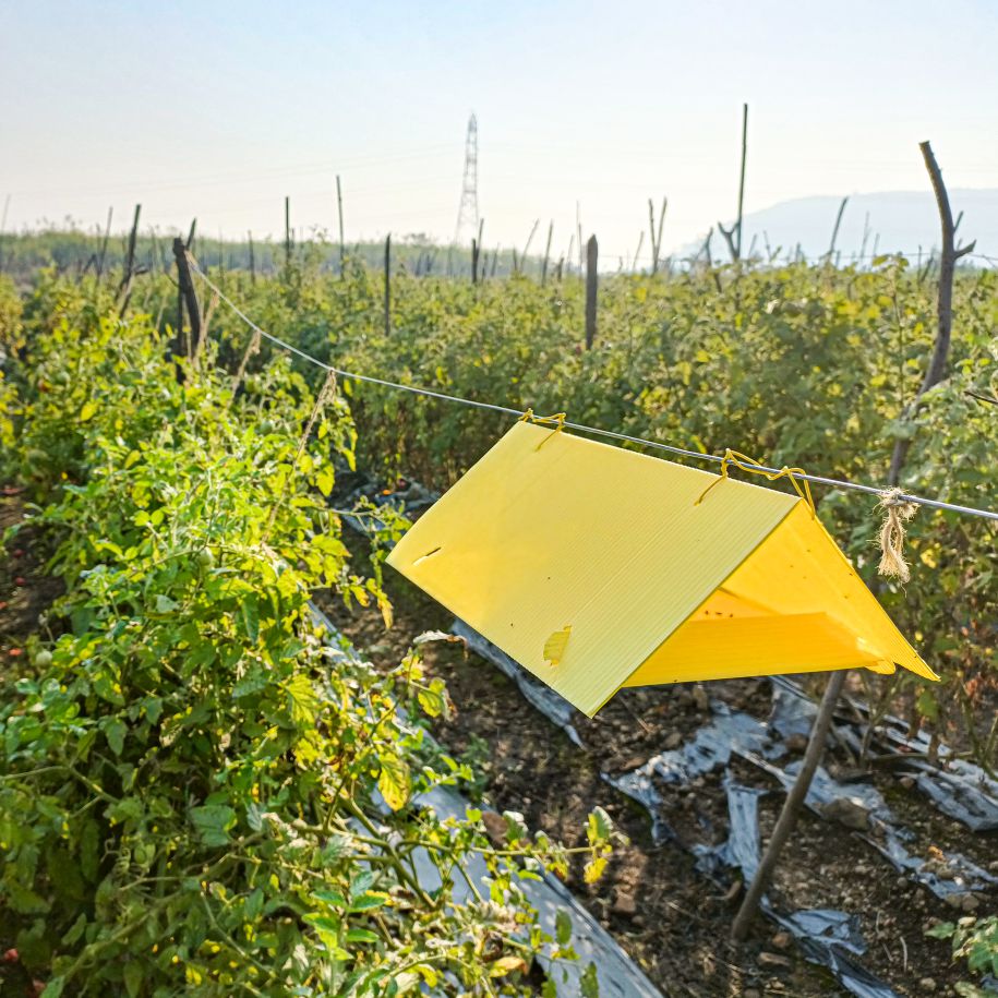 Delta Trap With Tu Tom Lure For Tomato Leaf Miner (Tuta absoluta)| Pheromone Trap for Tomato