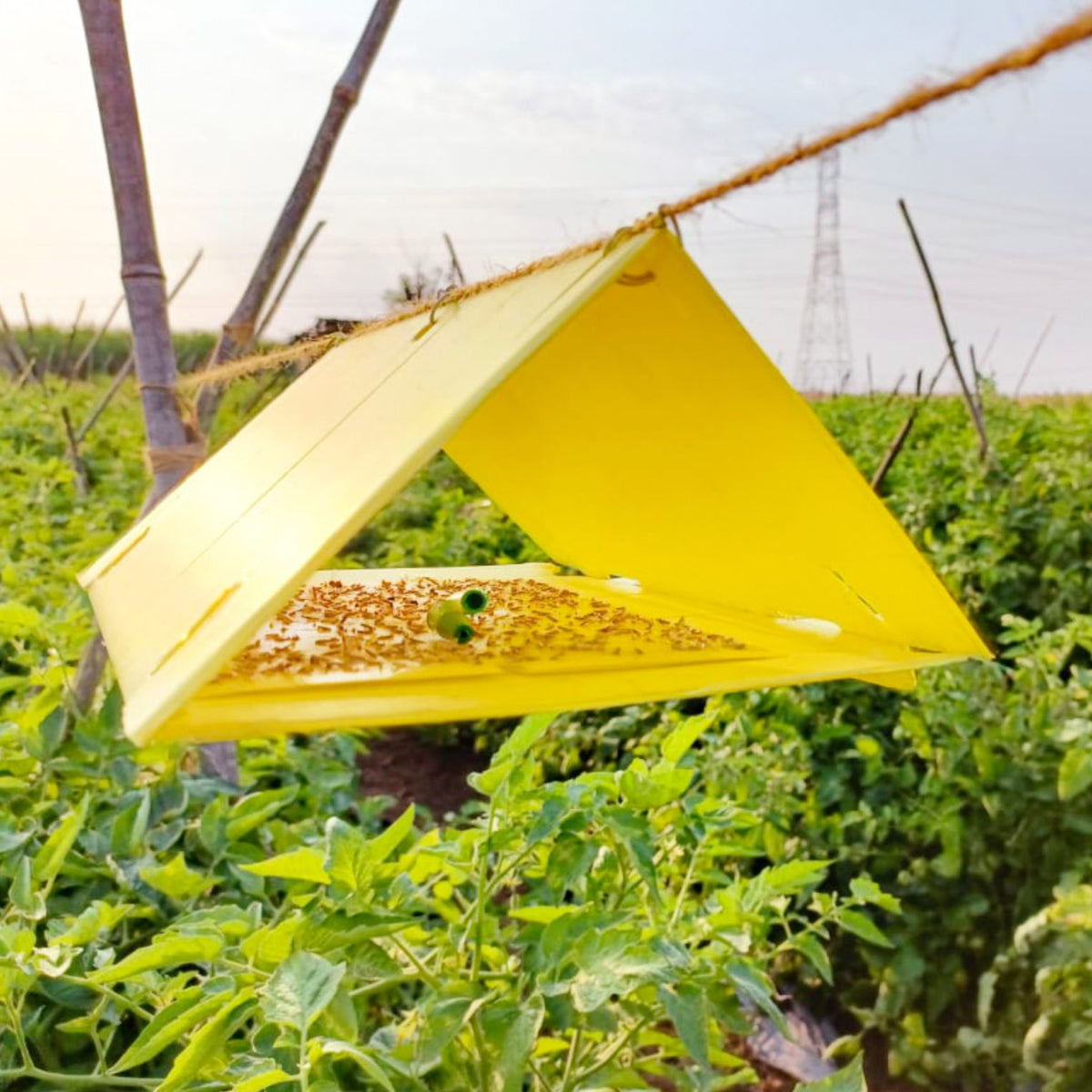 Delta Trap With Tu Tom Lure For Tomato Leaf Miner (Tuta absoluta)| Pheromone Trap for Tomato