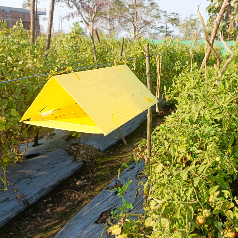 Delta Trap With Fly Station For Trapping Insect Fly(Only Trap) | Pheromone Trap