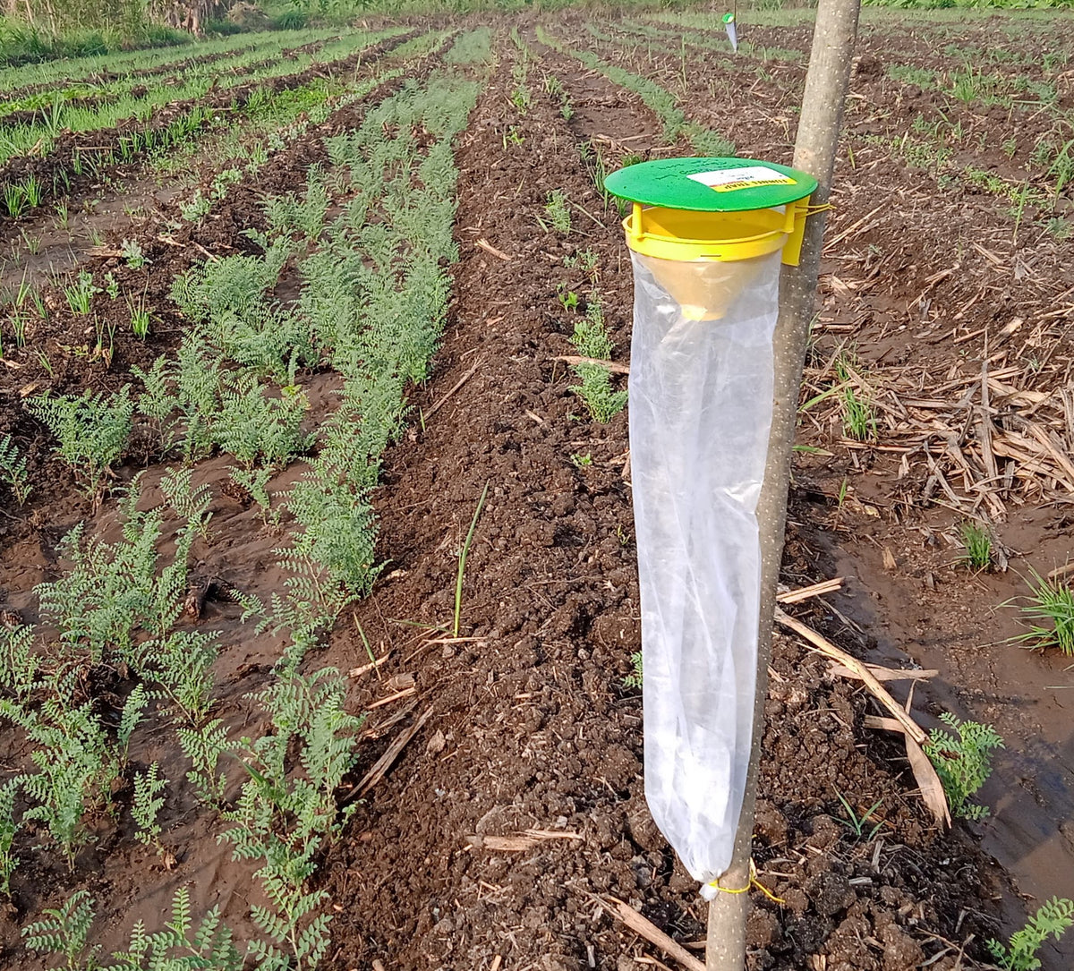 Funnel Trap With Helic-O Lure | Trap for tomato fruit borer/ Cotton Bollworm (Helicoverpa armigera)