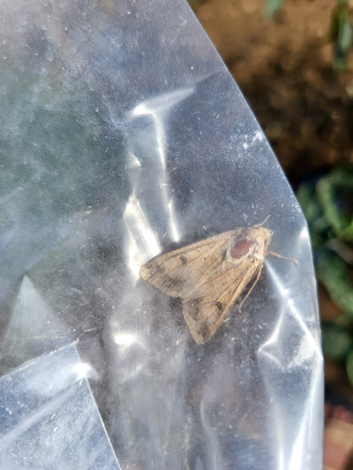 Funnel Trap With Helic-O Lure | Trap for tomato fruit borer/ Cotton Bollworm (Helicoverpa armigera)