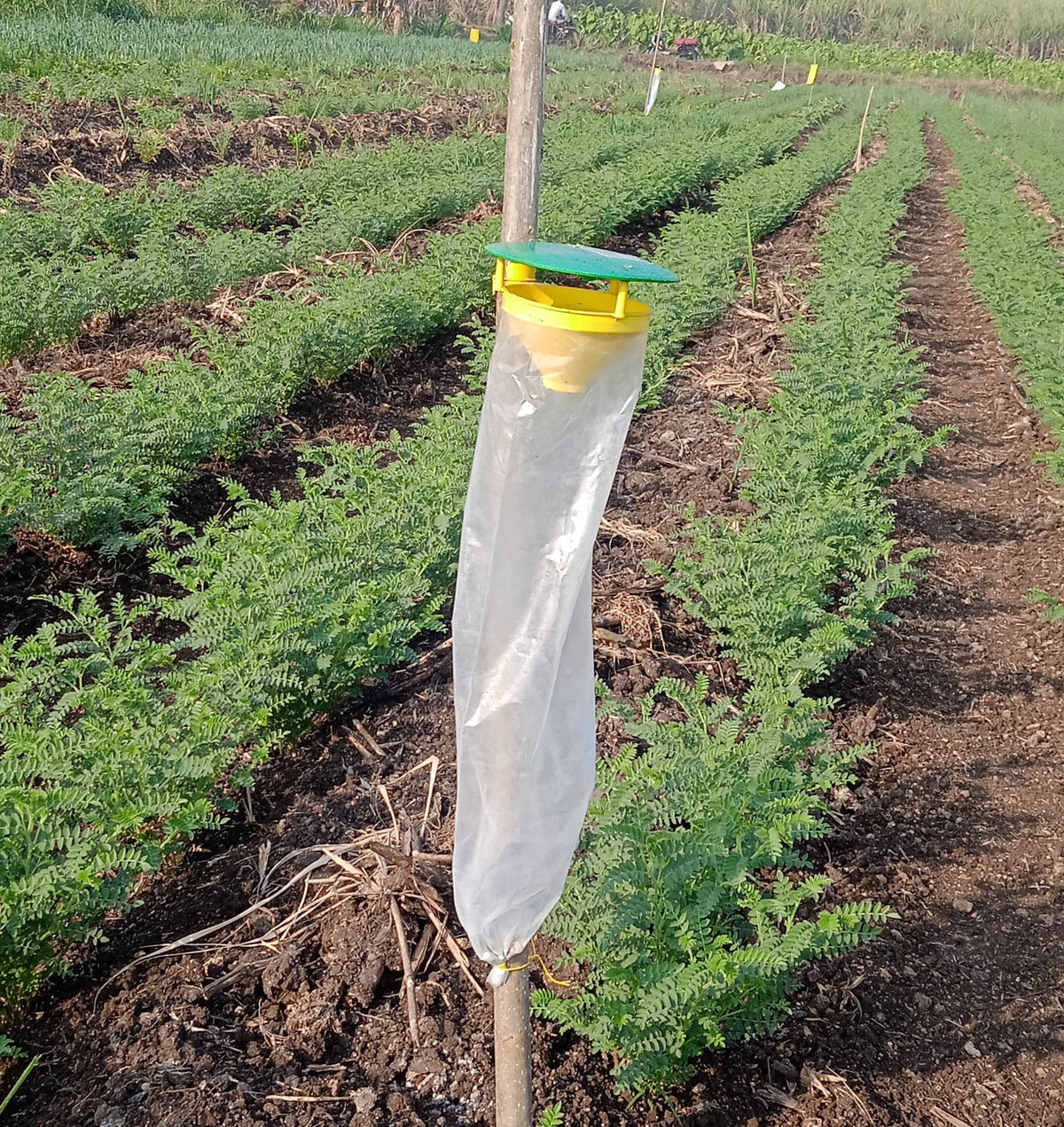 Funnel Trap With Helic-O Lure | Trap for tomato fruit borer/ Cotton Bollworm (Helicoverpa armigera)