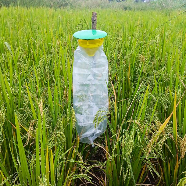 YSB Pheromone Lure for Paddy | Rice Yellow Stem Borer (Scirpophaga incertulas) Lure