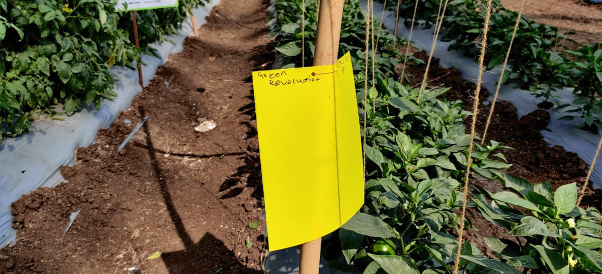 PVC Yellow Sticky Trap 22*28cm | Sticky Trap for White fly Aphids, Jassids,White Fly