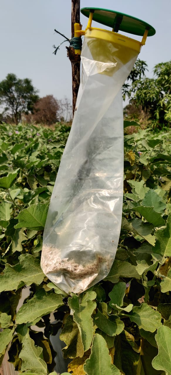 Funnel Trap For Trapping insect fly | Pheromone Trap