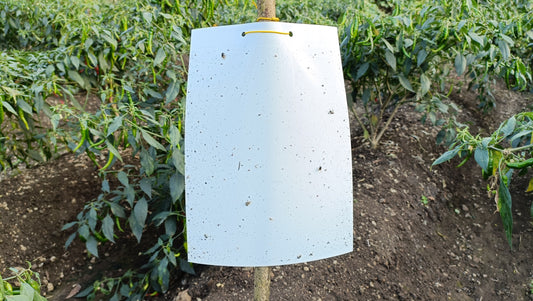 PVC White Sticky Trap 22*28cm | Best Trap for Black Thrips | Sticky Trap for FlowerThrips,Leaf Eating Beetles