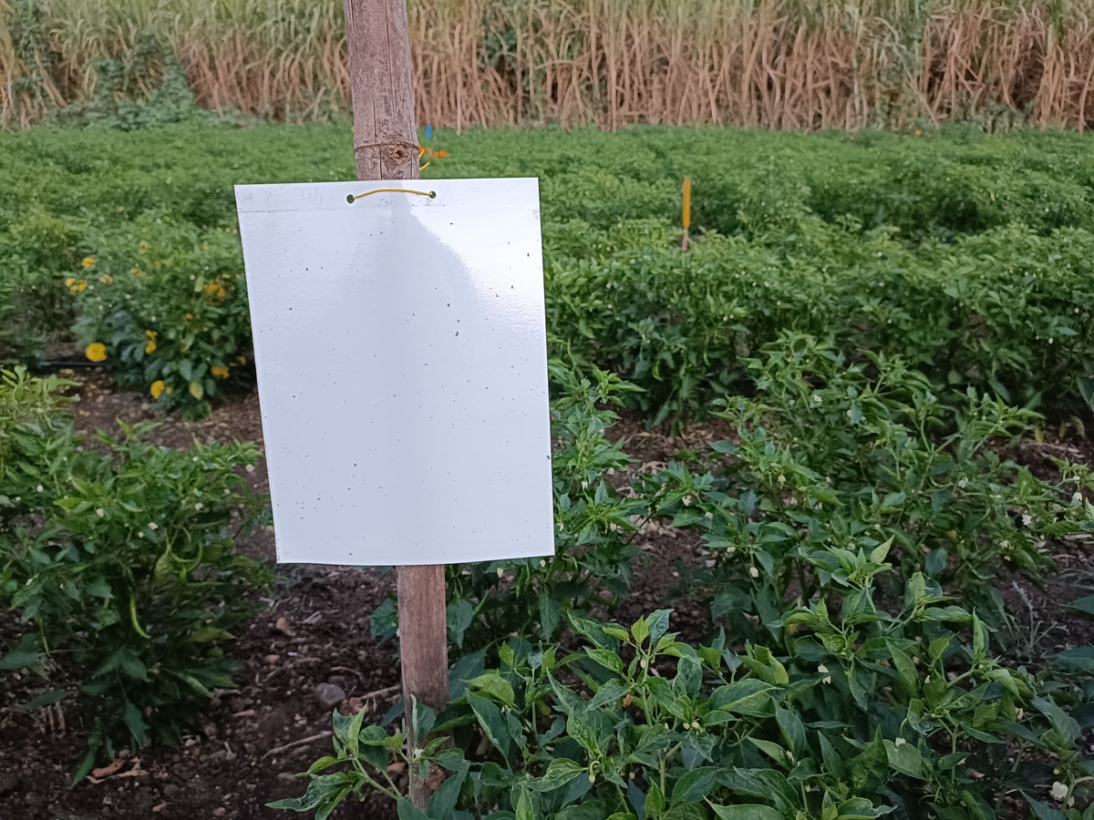 PVC White Sticky Trap 22*28cm | Best Trap for Black Thrips | Sticky Trap for FlowerThrips,Leaf Eating Beetles