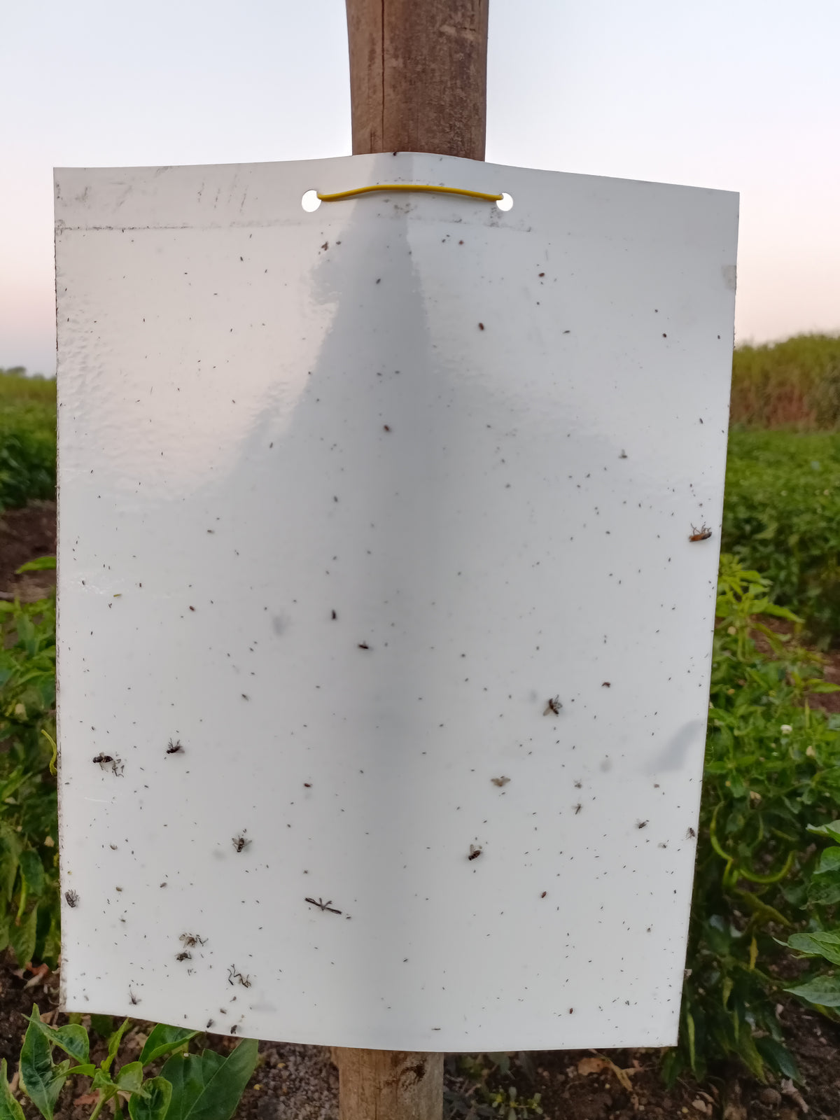PVC White Sticky Trap 22*28cm | Best Trap for Black Thrips | Sticky Trap for FlowerThrips,Leaf Eating Beetles