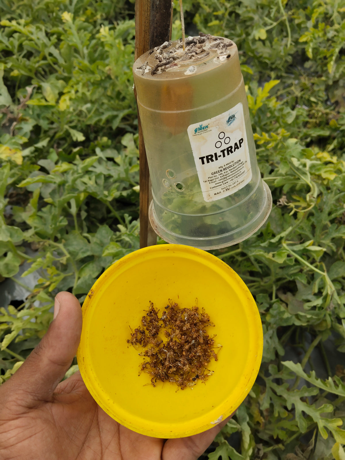 TRI Trap (Fruit fly Trap) For All Fruits & Vegetables crop (Only Trap)