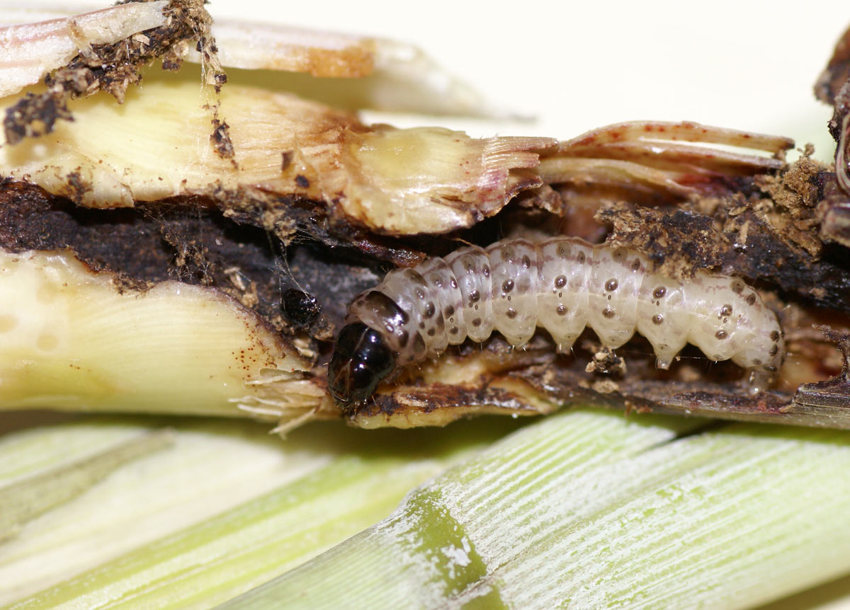 Pheromone Lure for Sugarcane Early Shoot Borer Control| Sugarcane ESB lure | Sugarcane ESB Pheromone Lure for Sugarcane Early Shoot Borer (Chilo infuscatellus)